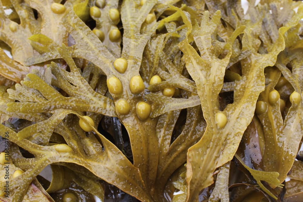 Blasentang (Fucus vesiculosus)