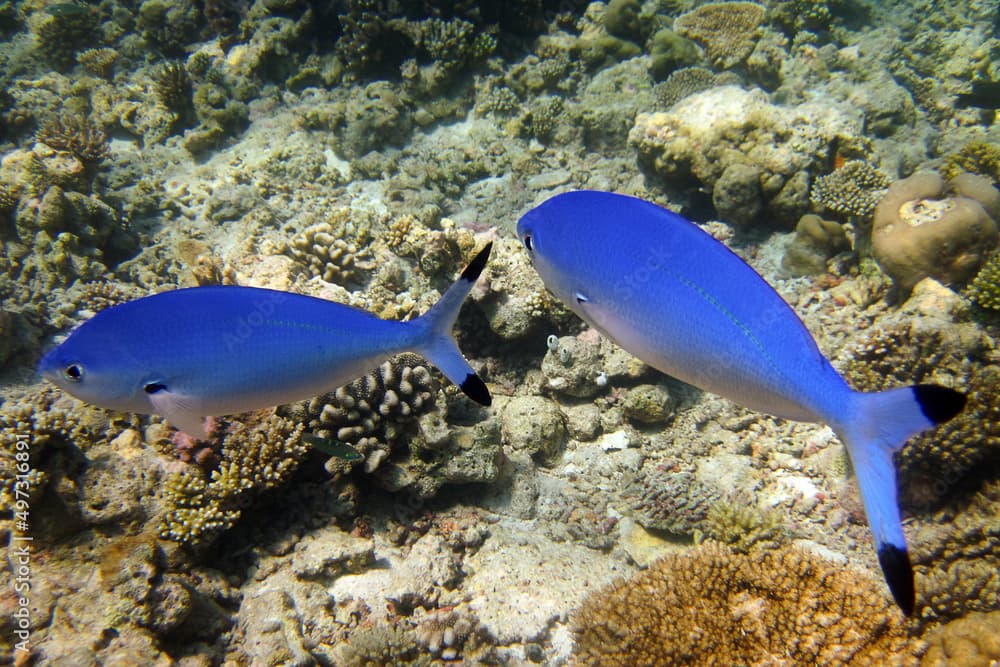 Lunar Fusilier - Caesio Lunaris on Coral reef of Maldives.