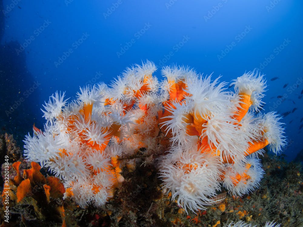 Mediterranean false orange coral (Dendrophyllia ramea)