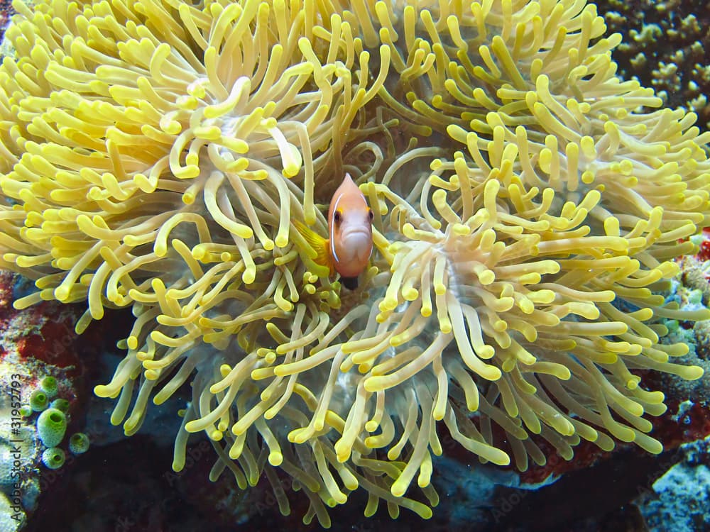 nemone fish with anemone