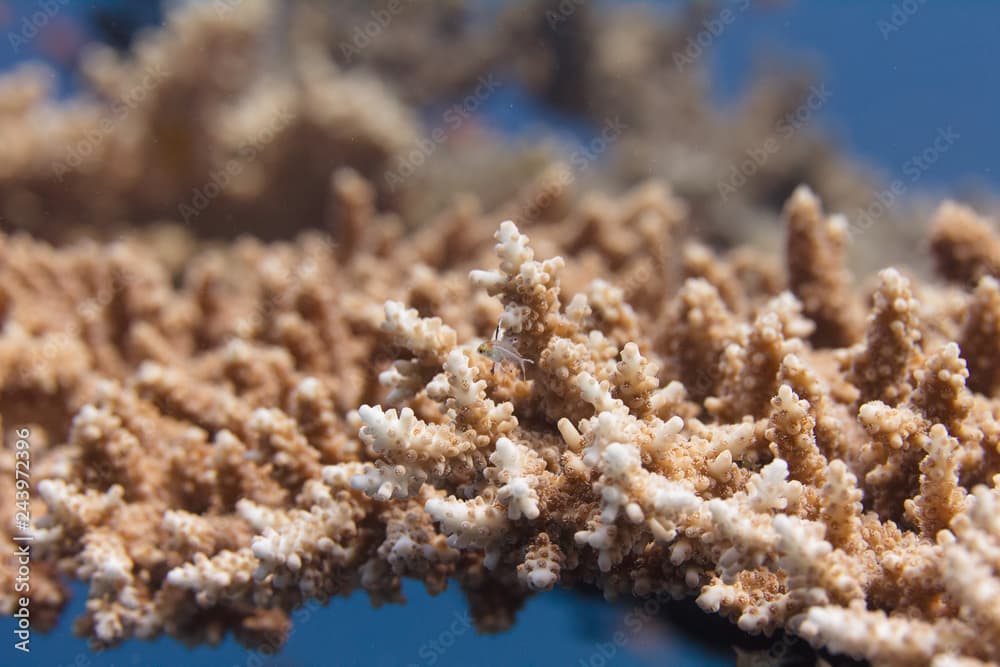 Baby Lyretail Hogfish in Table Coral