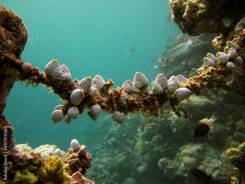 Ascidians - Didemnum Molle bridge ocean