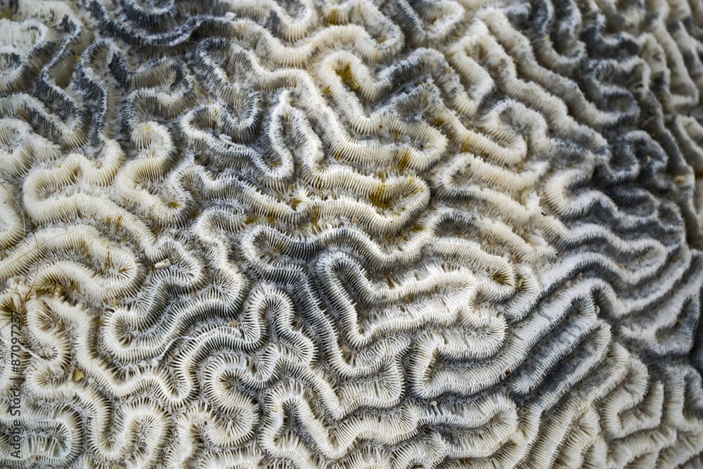 Brain Coral Background Pattern