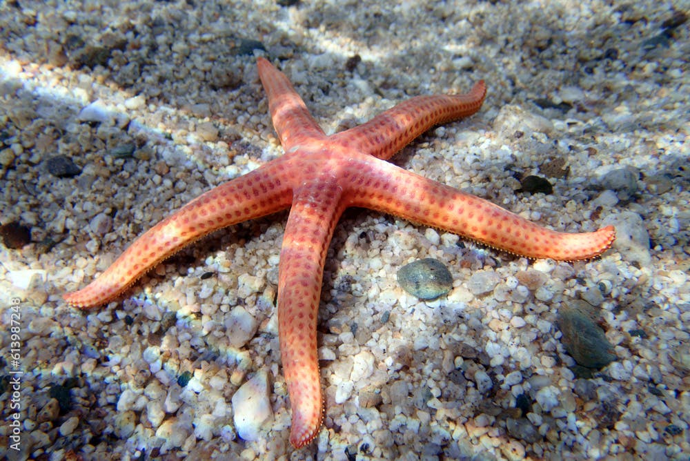 Hacelia Orange seastar, underwater photo into the Mediterranean sea - (Hacelia attenuata)
