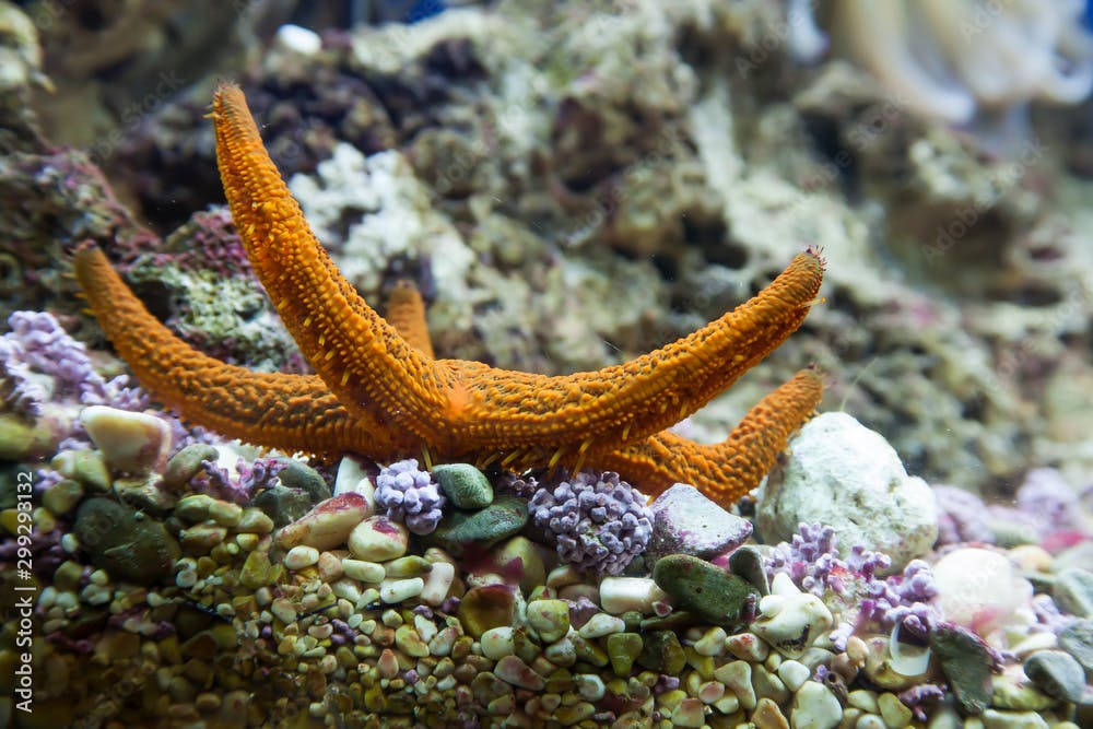 Seestern, (Hacelia attenuata), Aquarium,Baska Insel Krk, Kroatie