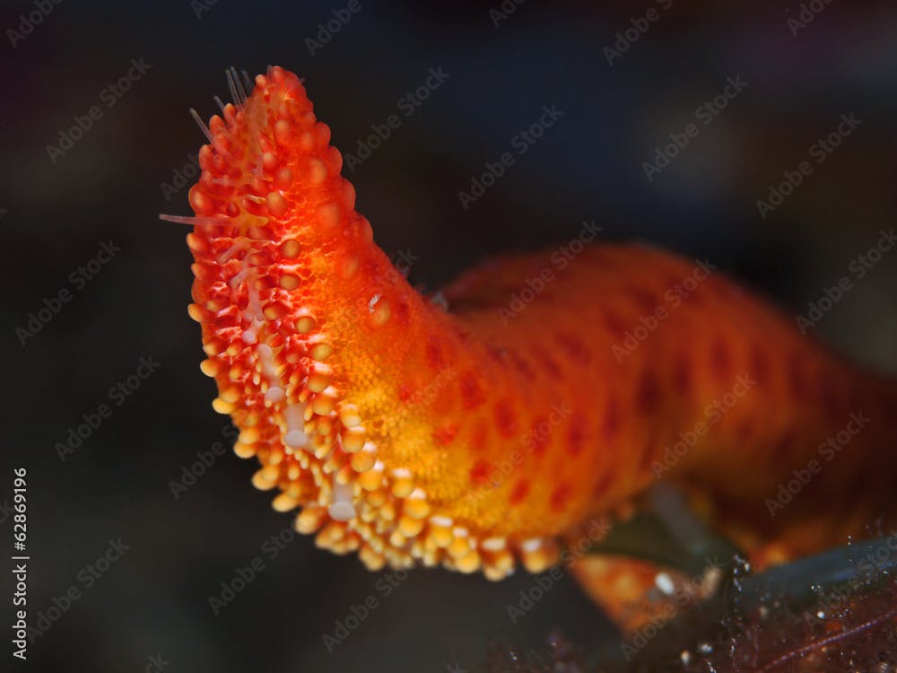Star fish arm detail (Hacelia attenuata)