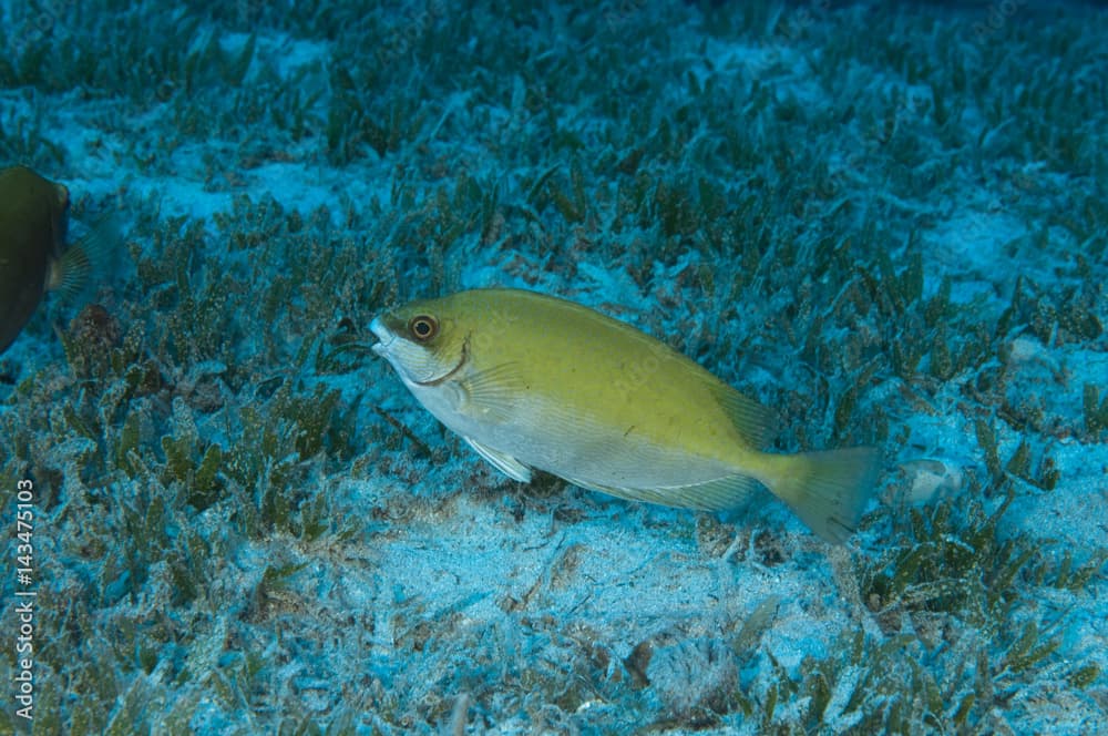 Invasive rabbitfish, Siganus luridus, Kaş Antalya Turkey