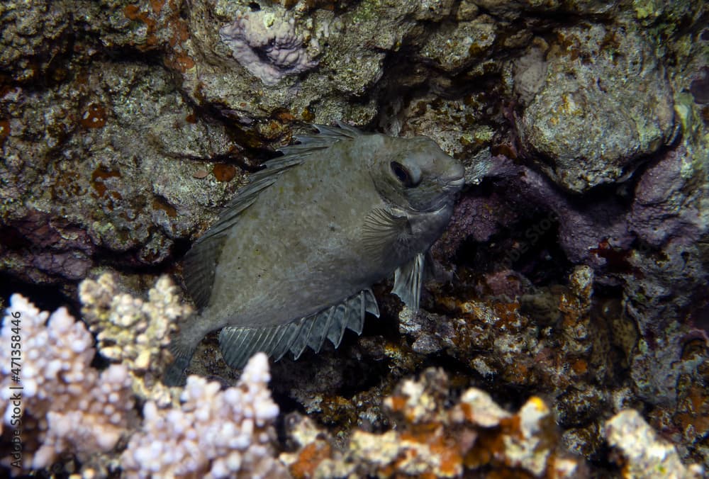 A Dusky Rabbitfish (Siganus luridus) in the Red Sea, Egypt