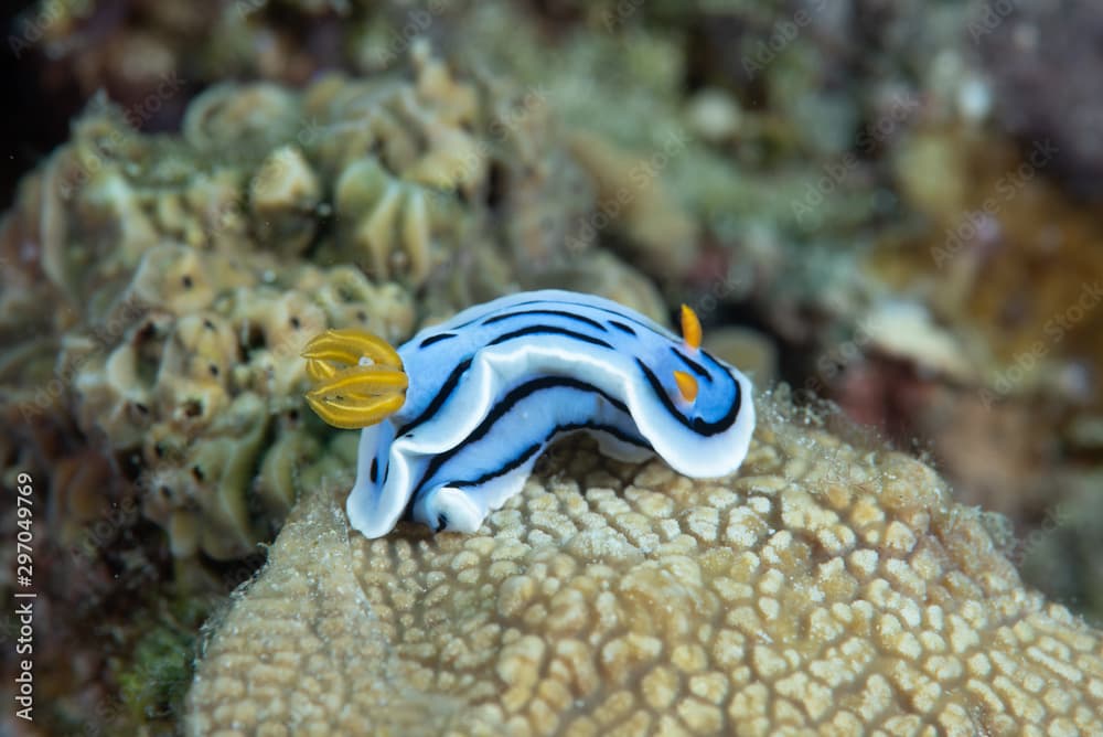 Chromodoris lochi Nudibranch