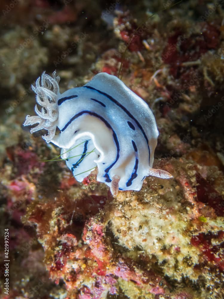 Chromodoris Lochi, commonly known as Lochs's Chromodoris in a tropical coral reef near Anilao, Philippines.  Underwater photography and travel.