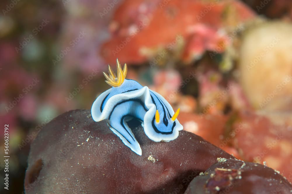 Macro of a Chromodoris lochi nudibranch, common name Loch's chromodoris  crawls across the coral bed of Bali, Indonesia.