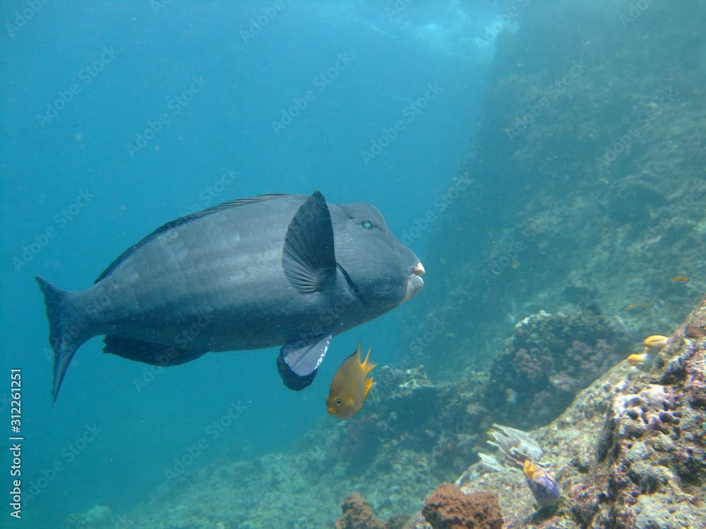 Bumphead parrotfish (Bolbometopon muricatum) and golden damselfish (Amblyglyphidodon aureus), Raja Ampat, West Papua