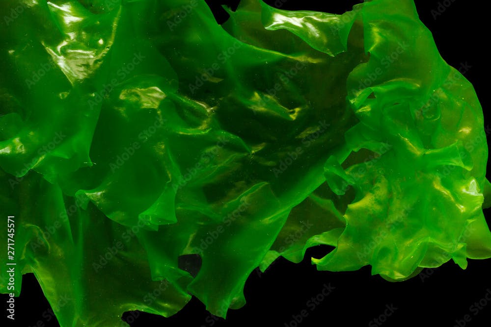 Ulva rigida, sea lettuce isolated on black background.