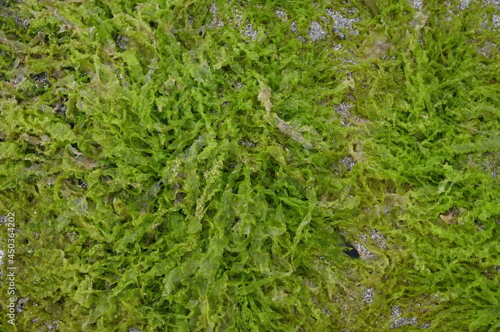 Algues vertes en gros plan sur une plage de Bretagne