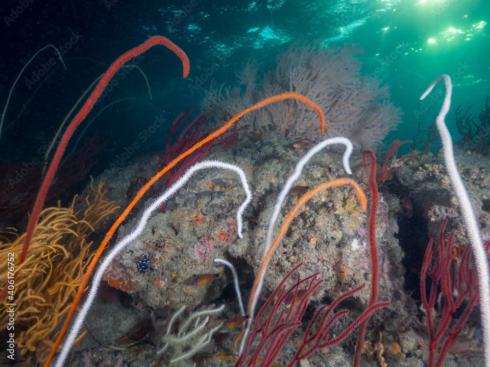 Sea whip corals and Sea rod corals (Mergui archipelago, Myanmar)