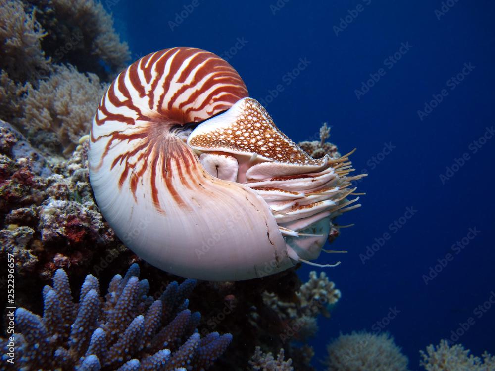 Incredible underwater world - Nautilus pompilius. Diving, underwater photography in Palau.