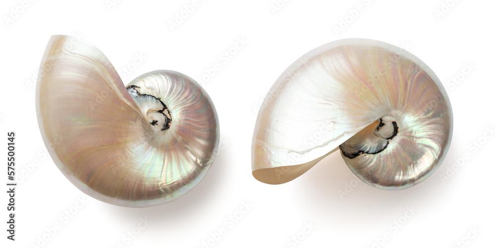 beautiful shiny pearly nautilus shell (nautilus pompilius), isolated seaside design element with mother-of-pearl surface for your ocean, summer or wedding flatlays / layouts