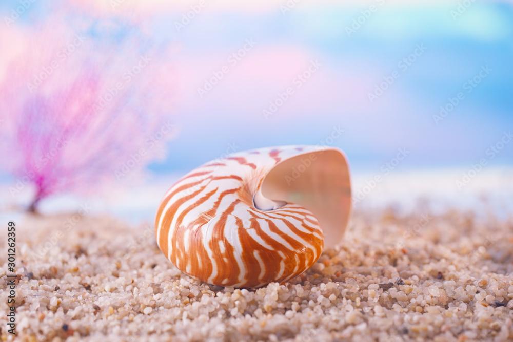 nautilus seashell sea shell