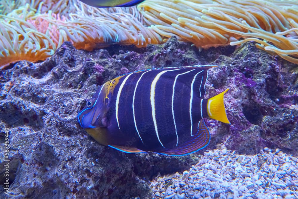 Beautiful yellowtail angelfish in reef, (Pomacanthus chrysurus).