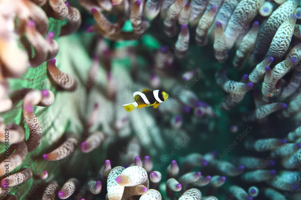 juvenile cinnamon clownfish