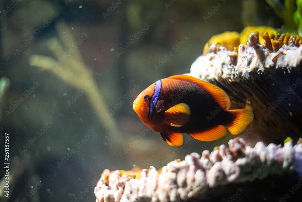 Orange anemonefish swimming in a coral reef