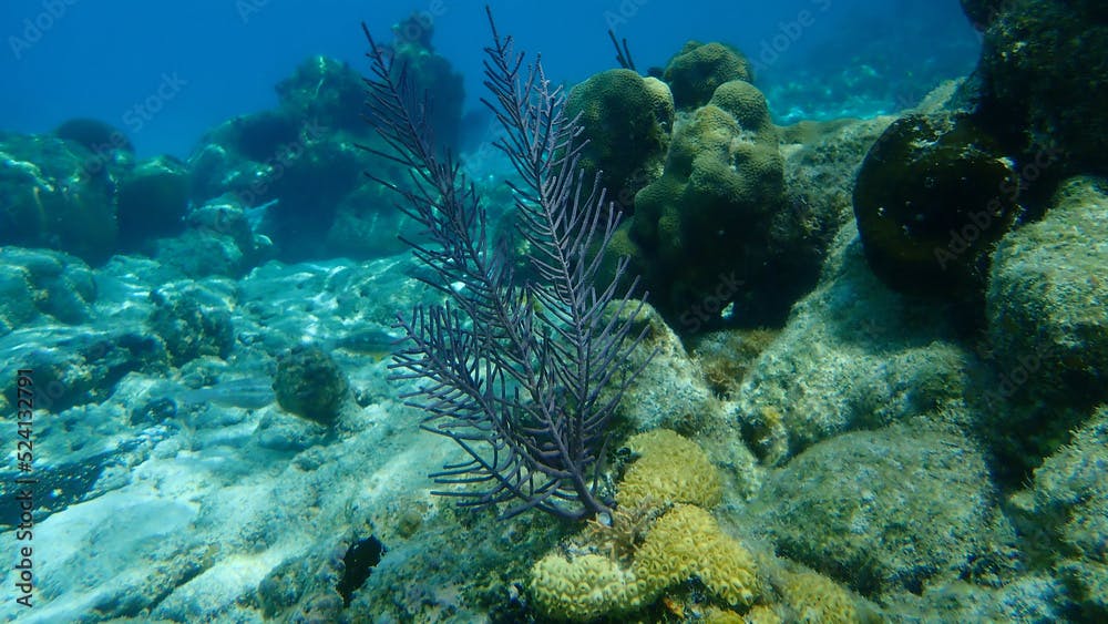 Colonial soft coral bipinnate sea plume or forked sea feather (Antillogorgia bipinnata) undersea, Caribbean Sea, Cuba, Playa Cueva de los peces
