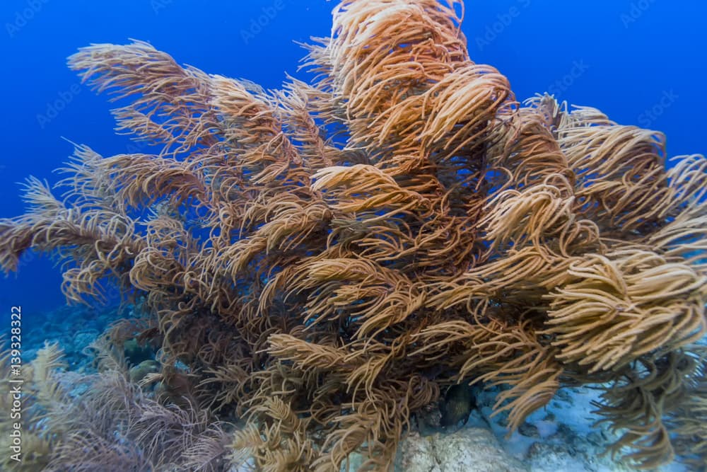 Caribbean coral reef