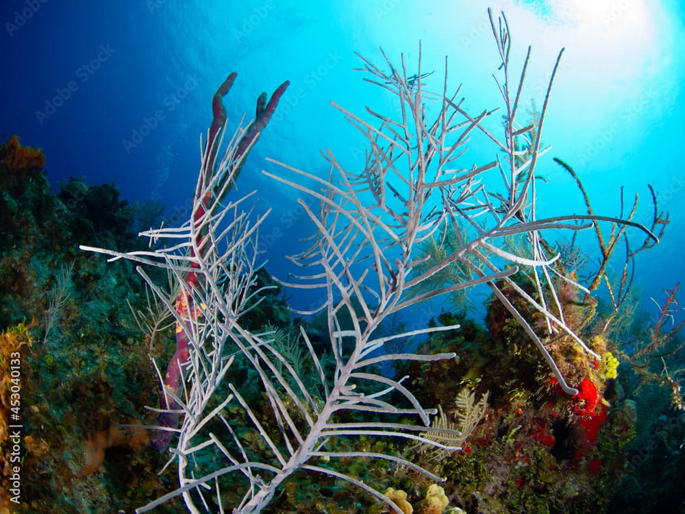 Bipinnate sea plumes (Grand Cayman, Cayman Islands)