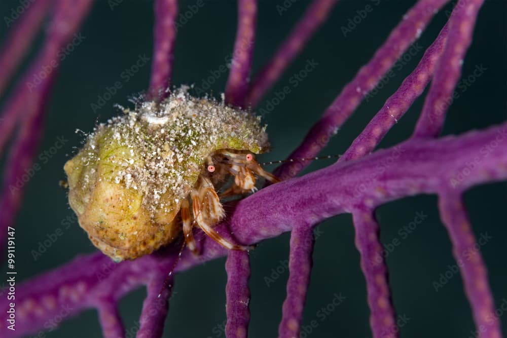 Hermit crab clinging onto purple gorgonian