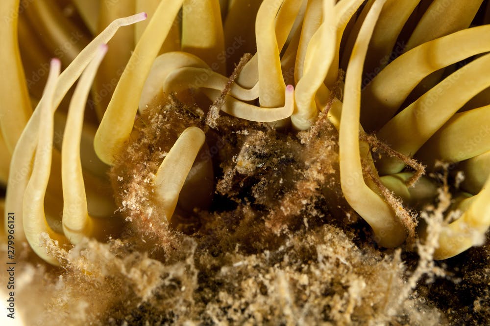 Spider crab, inachus phalangium and snakelocks anemone