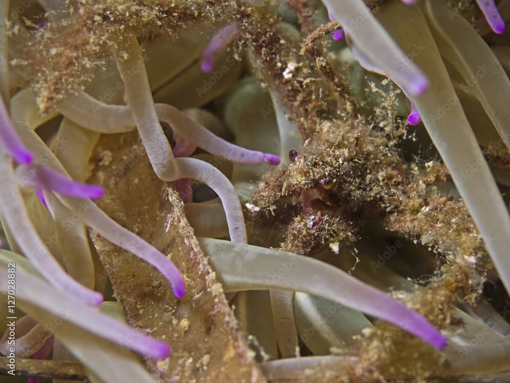 Anemone Ghost Crab, Anemonen-Gespensterkrabbe (Inachus phalangium)