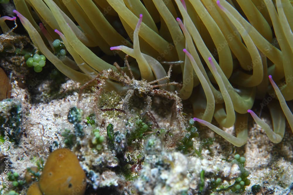 Leach's spider crab