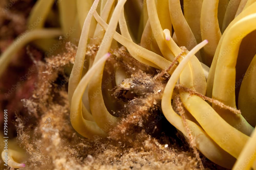 Spider crab, inachus phalangium and snakelocks anemone