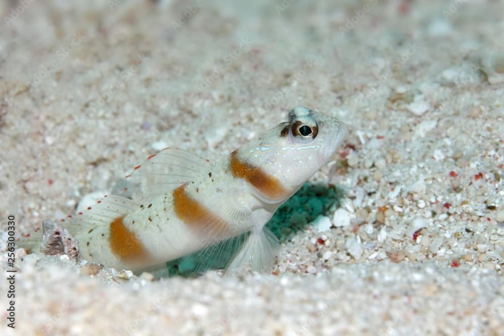 Masked shrimpgoby (Amblyeleotris gymnocephala) in front of sand burrow, Saparua, Maluku Islands, Banda Sea, Pacific Ocean, Indonesia, Asia