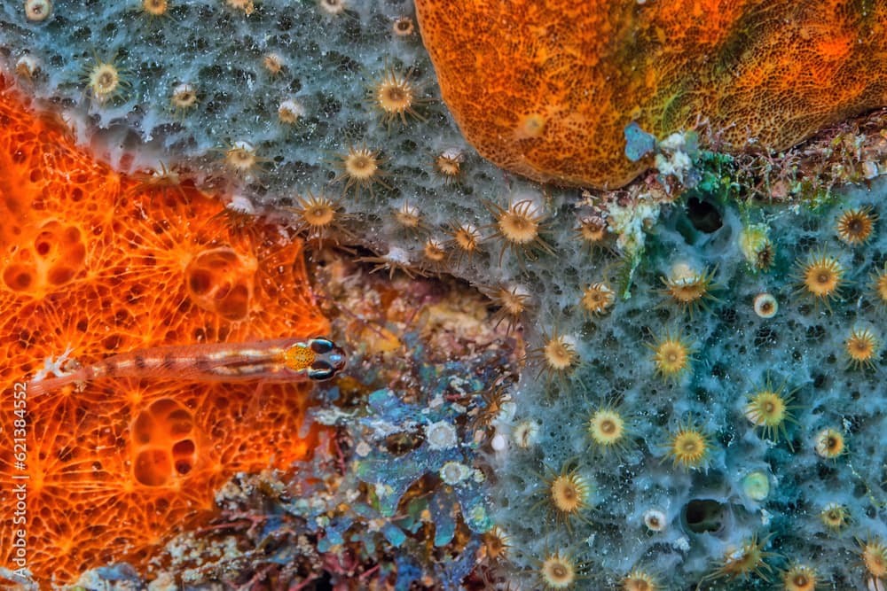 Coryphopterus personatus,masked goby