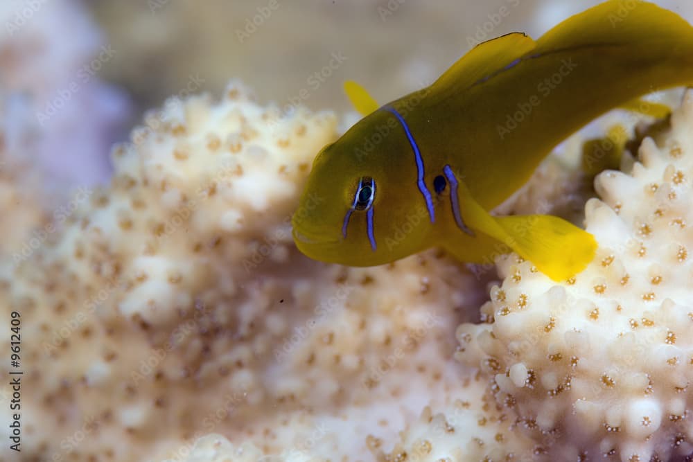 citron coral goby (gibiodon citrinus)