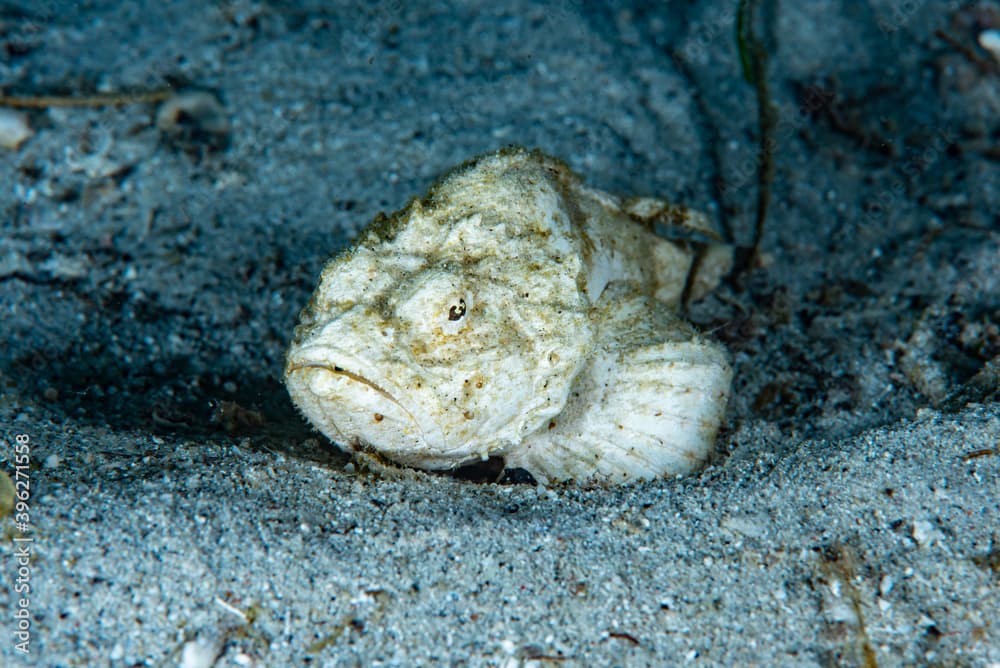 Devil Scorpionfish Scorpaenopsis diabolus