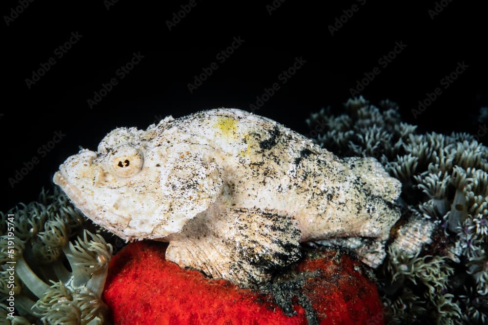 Devil scorpionfish, Scorpaenopsis diabolus, Lembeh Strait, Indonesia