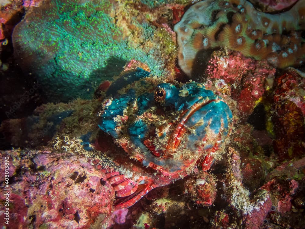 Blue devil scorpionfish (Scorpaenopsis diabolus) or false stonefish near Anilao, Philippines.  Underwater photography and travel.