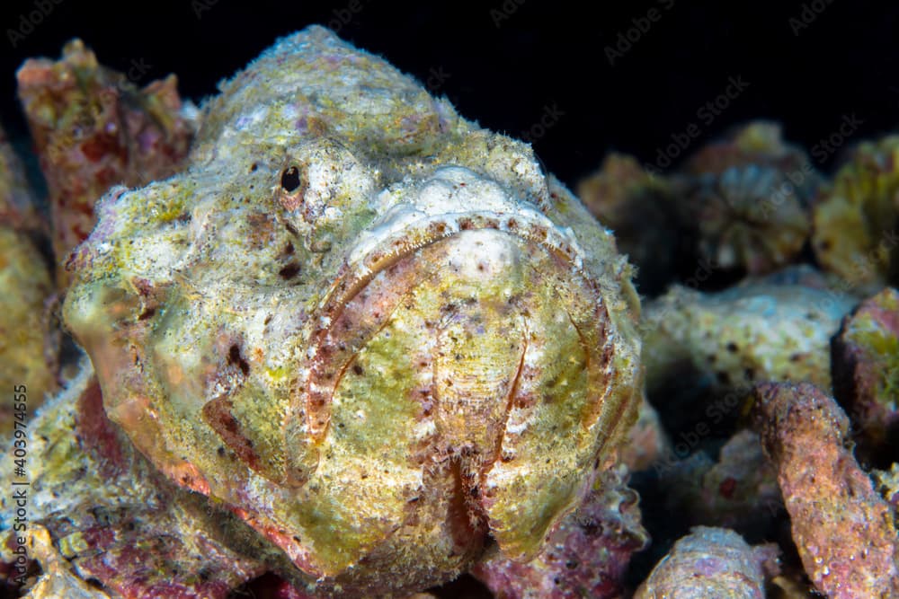 Devil scorpionfish camouflages with its surroundings - Scorpaenopsis diabolus