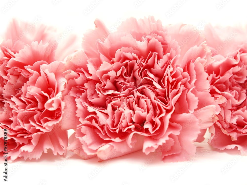 Three pink isolated carnations on white background
