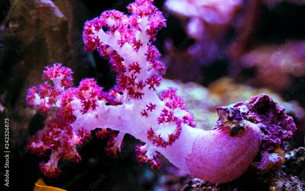 Carnation Tree Coral (Dendronephthya sp.) 