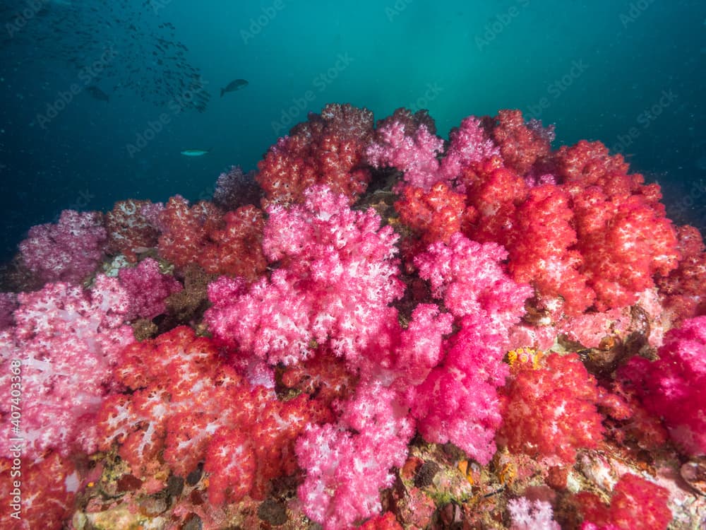 Red and pink Carnation tree corals (Mergui archipelago, Myanmar)