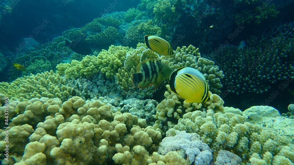 Blacktail butterflyfish or black-tailed butterflyfish or exquisite butterflyfish (Chaetodon austriacus) and Broomtail wrasse (Cheilinus lunulatus) undersea, Red Sea, Egypt, Sharm El Sheikh, Nabq Bay