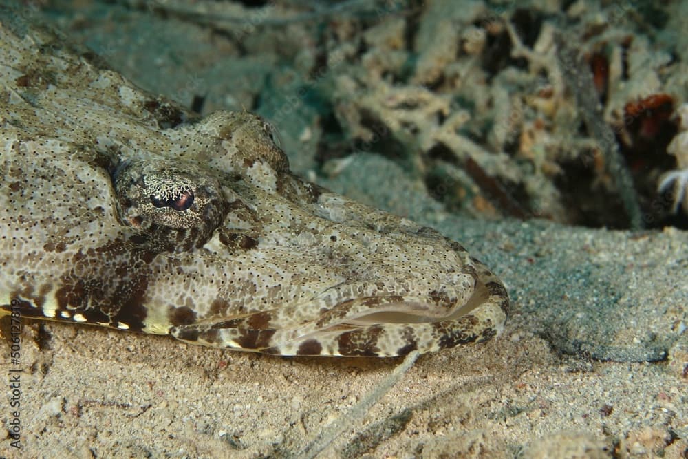 Crocodile Flathead (Cociella crocodilus) in the Red Sea Egypt close up