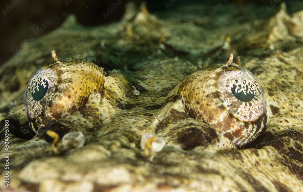 Crocodile Flathead (Cociella crocodilus) in the Red Sea Egypt close up