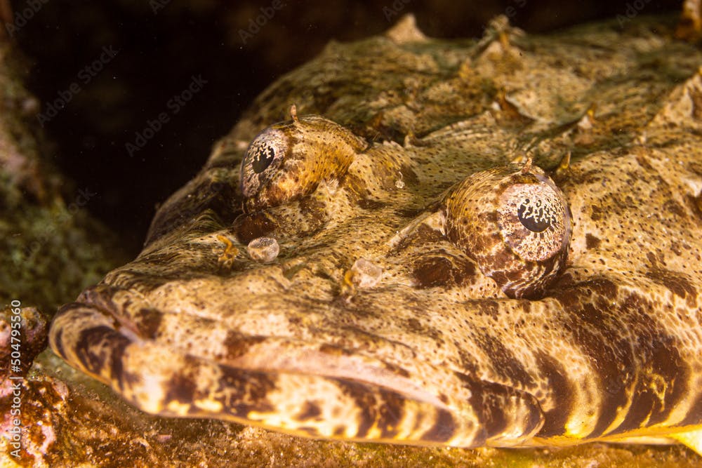 Crocodile Flathead (Cociella crocodilus) in the Red Sea Egypt close up