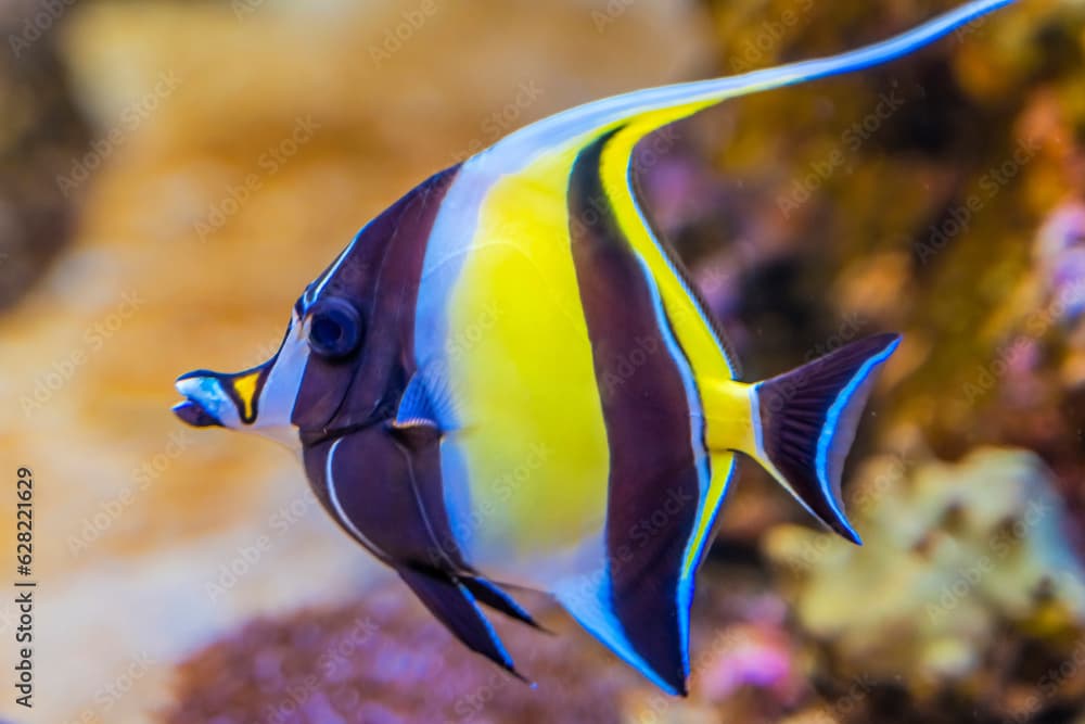 Colorful Moorish Idol Fish Waikiki Oahu Hawaii