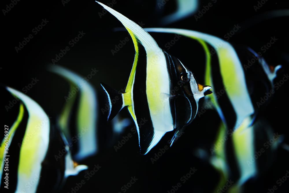 Moorish Idol (Zanclus cornutus) in white background