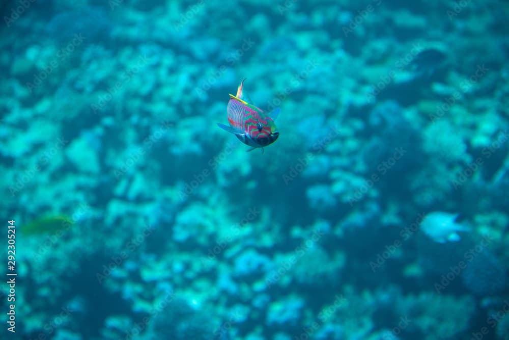 Thalassoma purpureum or surge wrasse in blue water of Red sea